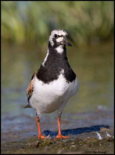 _0SB7319 ruddy turnstone.jpg